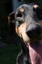 dog panting